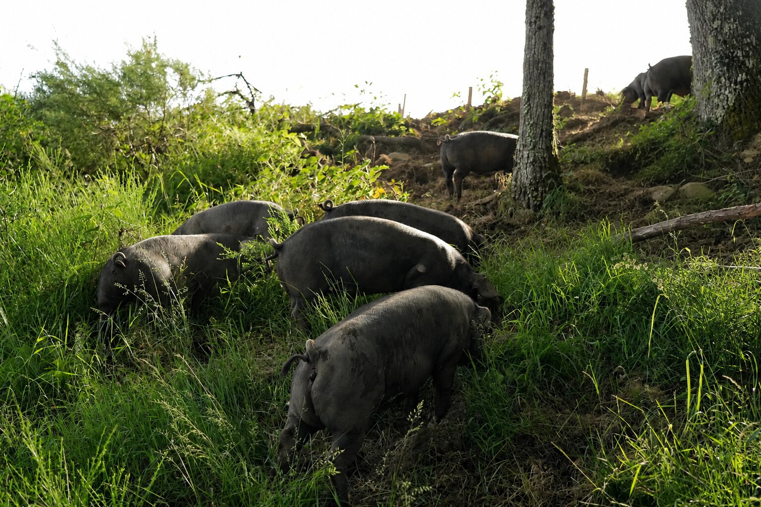 Des cochons fouillant le sol dans un sous-bois, entre les arbres d'un parcours boisé
