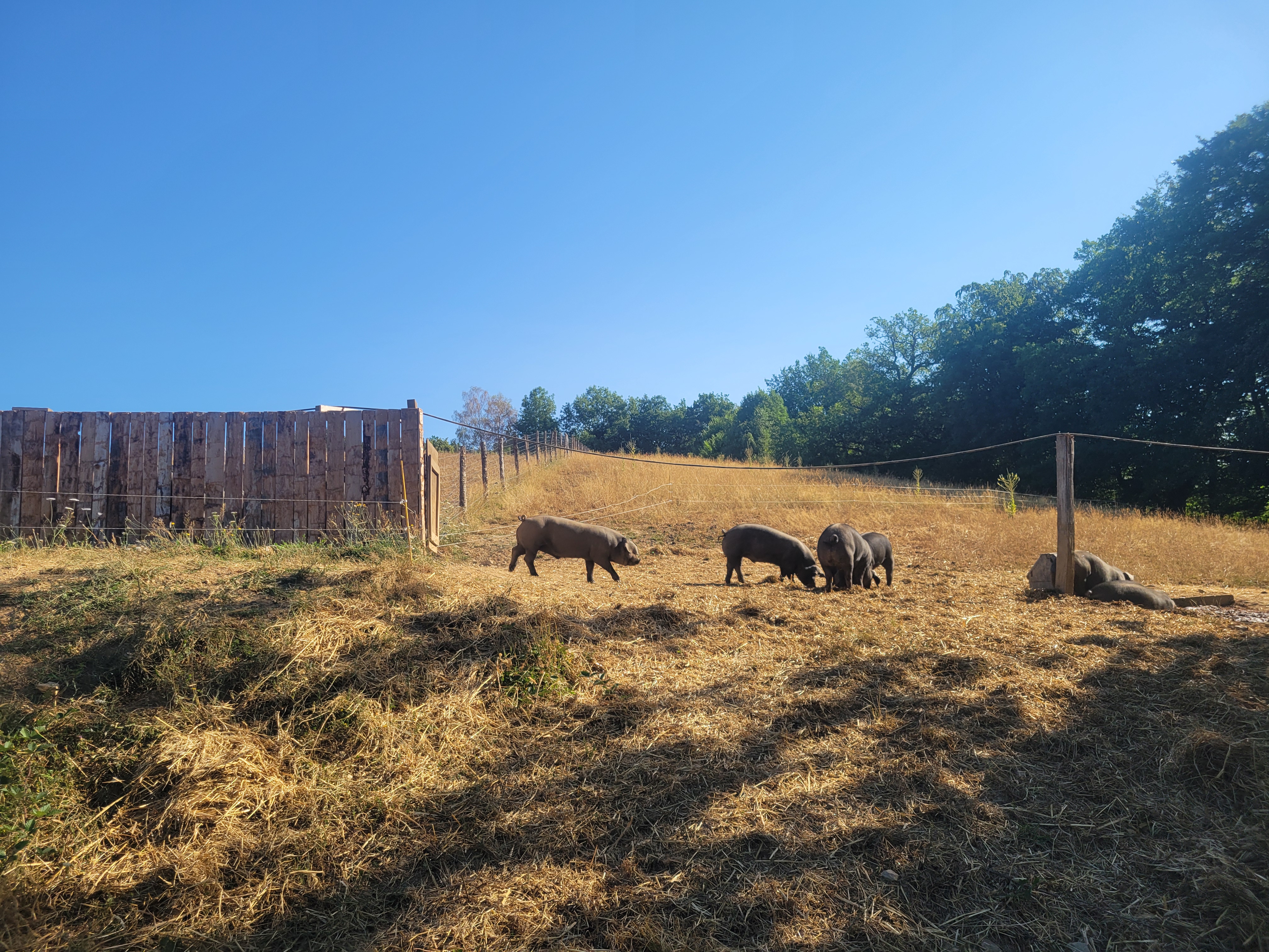 Des cochons dans une parcelle de pâture asséchée par l'été, bordée d'une clôture en bois