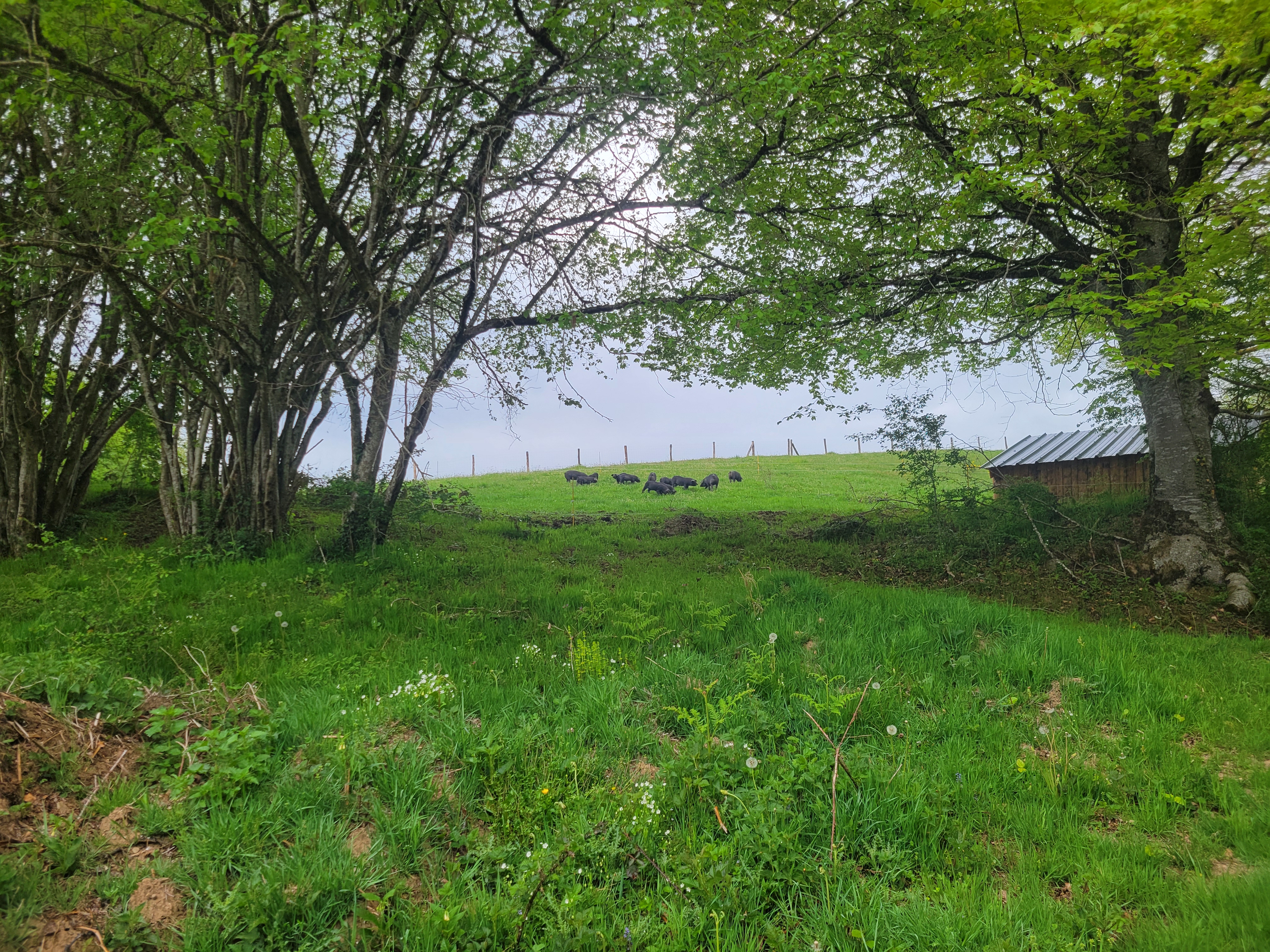 Un groupe de cochons noirs broutant en lisière de bois, sous les frondaisons d'un parcours ombragé