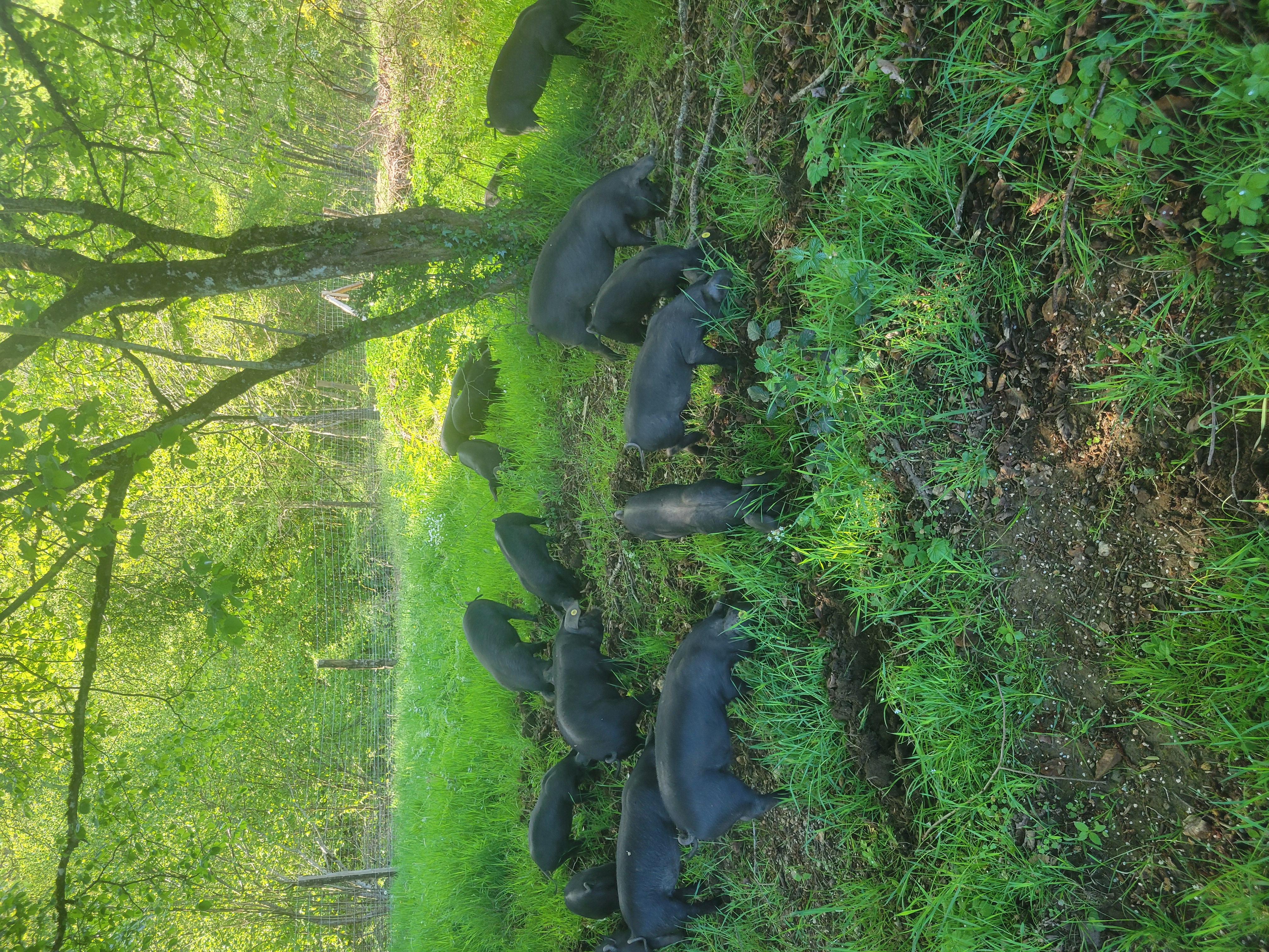 Des cochons au pâturage devant leur cabane, avec le corps de ferme du Cantal visible sur la colline
