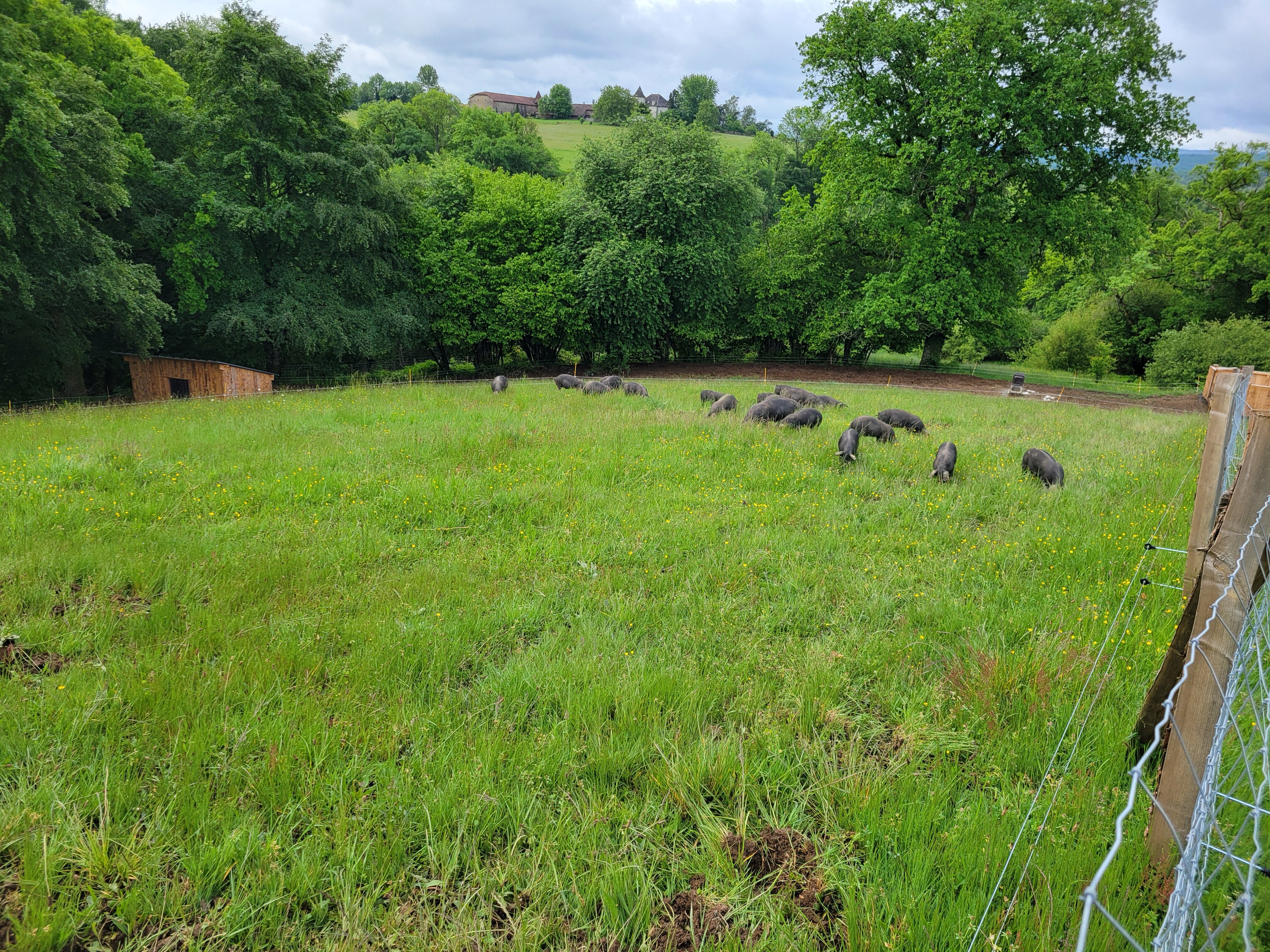 Un groupe de cochons fouillant le sol sous les arbres d'un parcours boisé, en lumière matinale